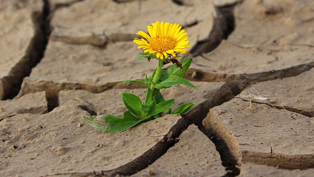The Tenacity and Fragility of Life